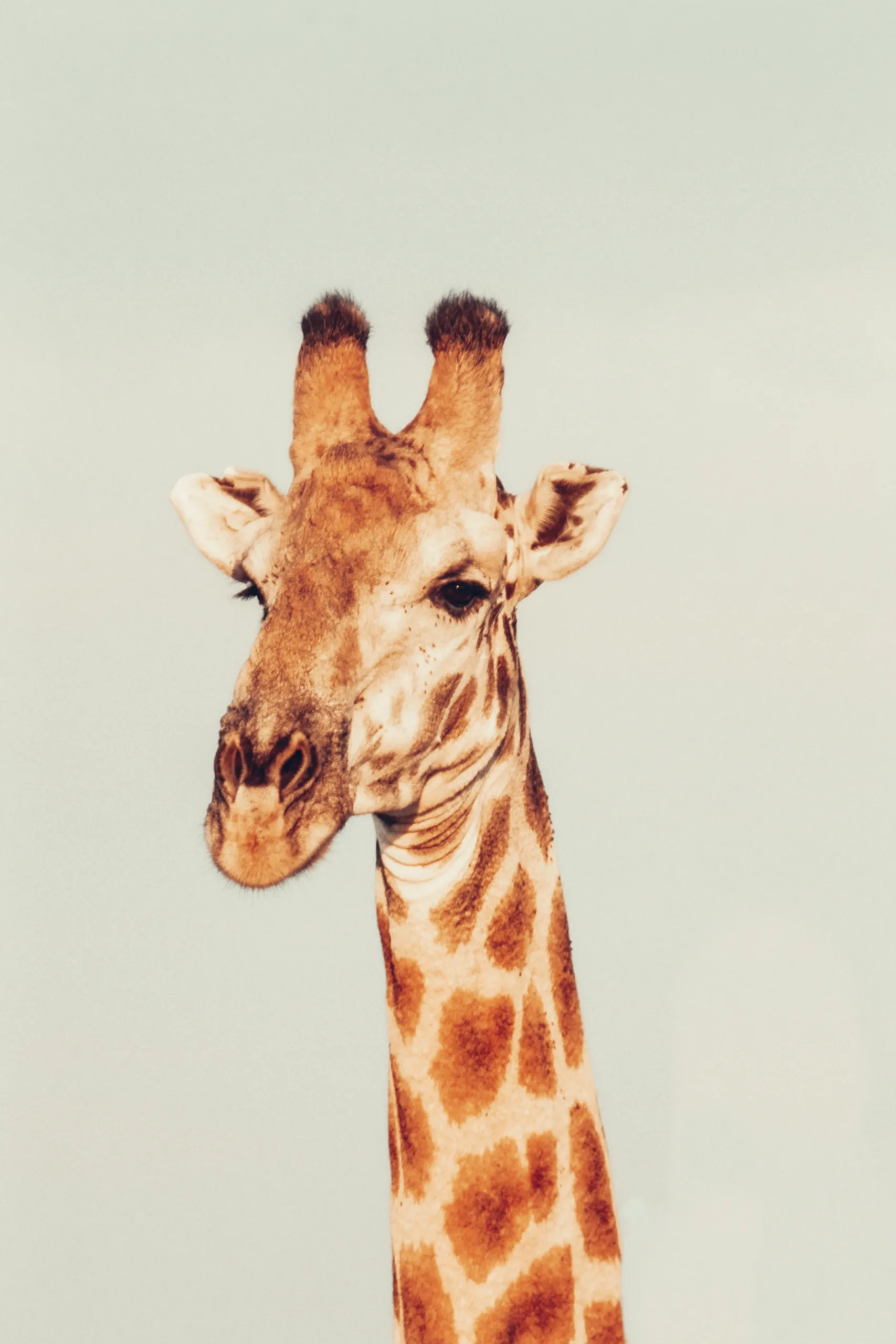 Sudafrica - giraffa in primo piano